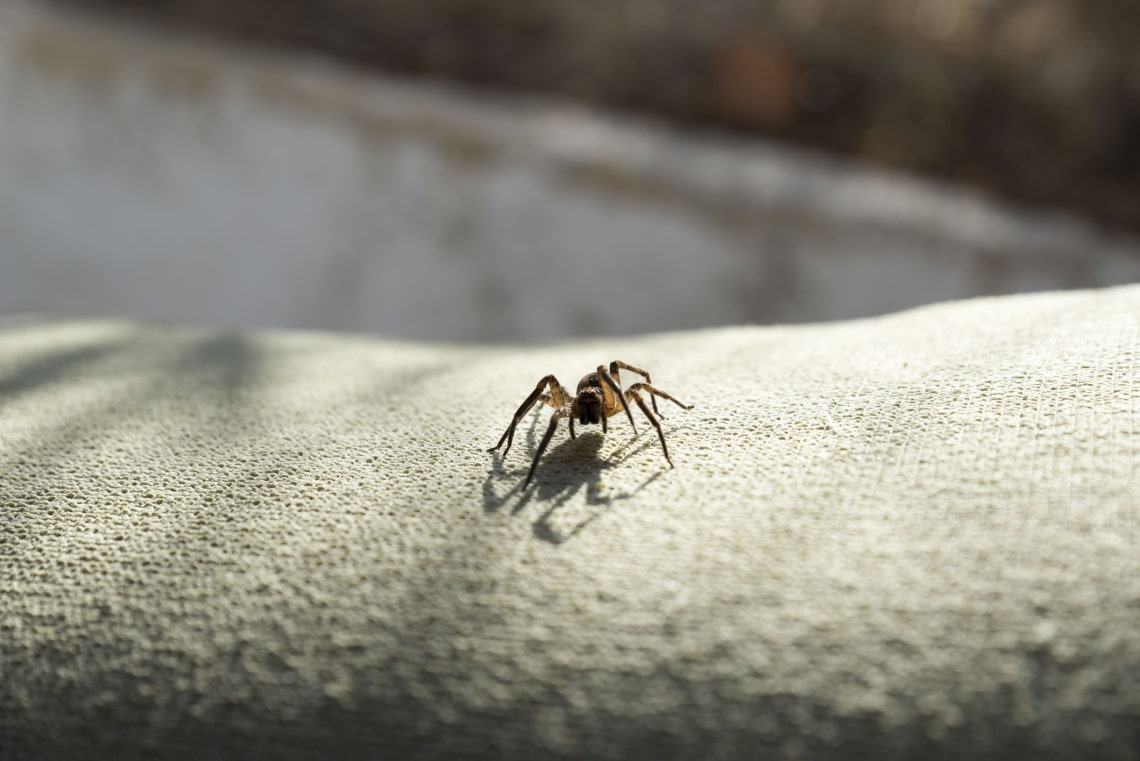 Vigyázz: hat ezt teszed, az otthonodba vonzhatod a pókokat
