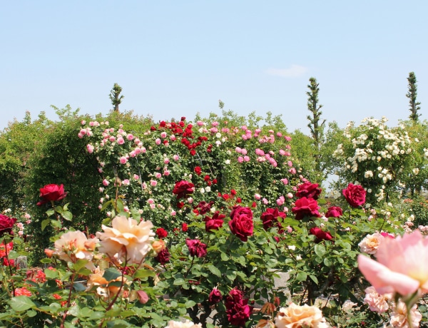 A 10 legszebb rózsafajta, ami a te kertedet is beragyogná