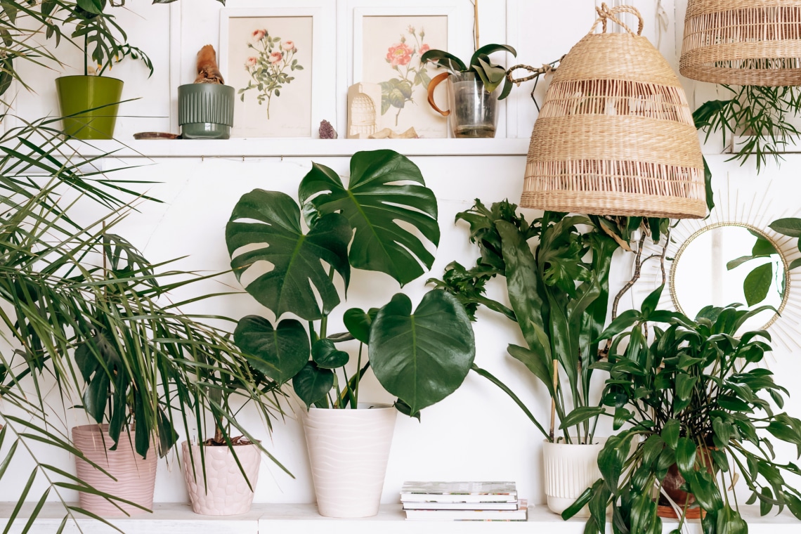 Ezek a legjobb szobanövények az otthonodba a Feng Shui szerint